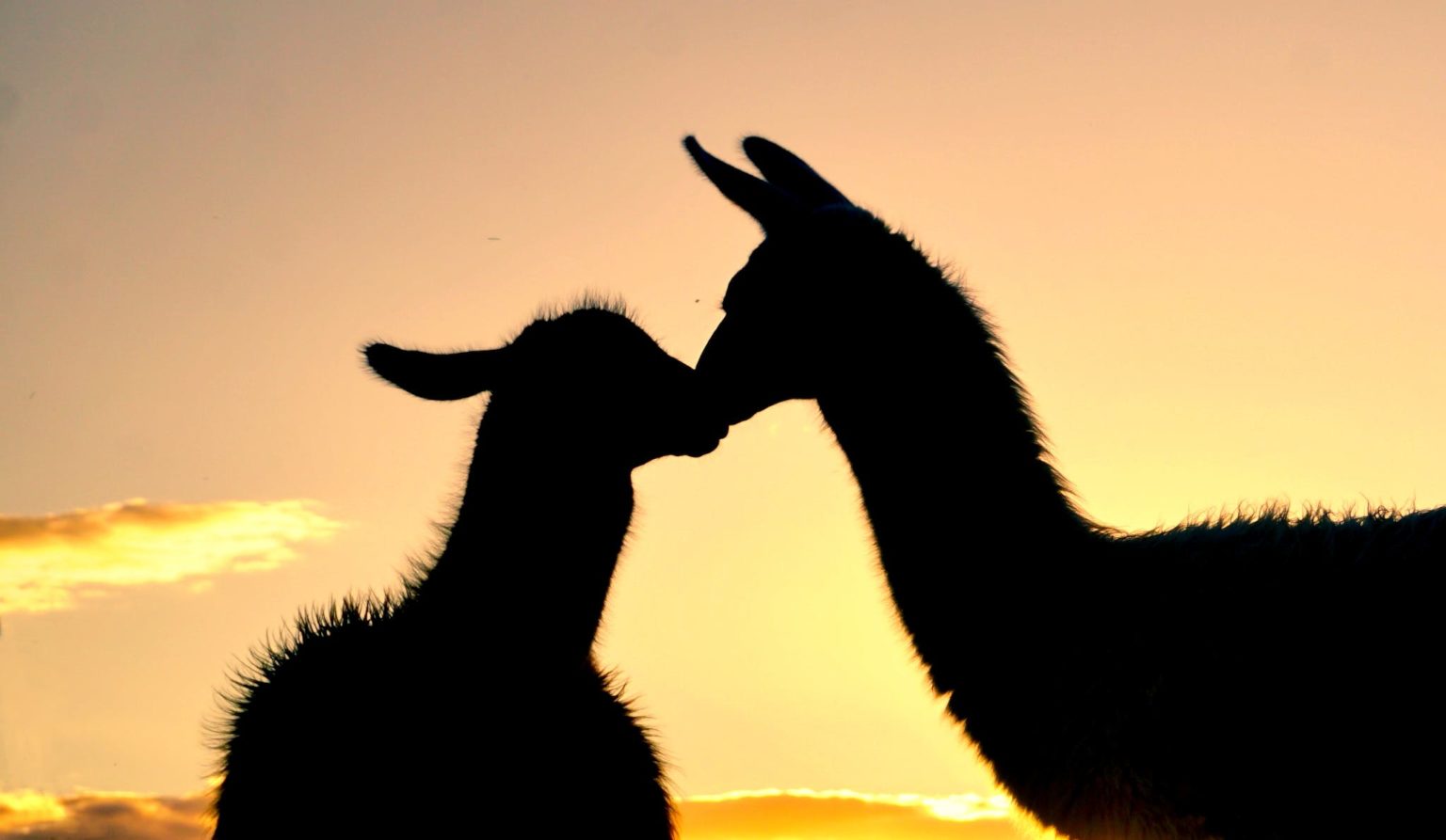 Alpacas Silhouettes at Sunset