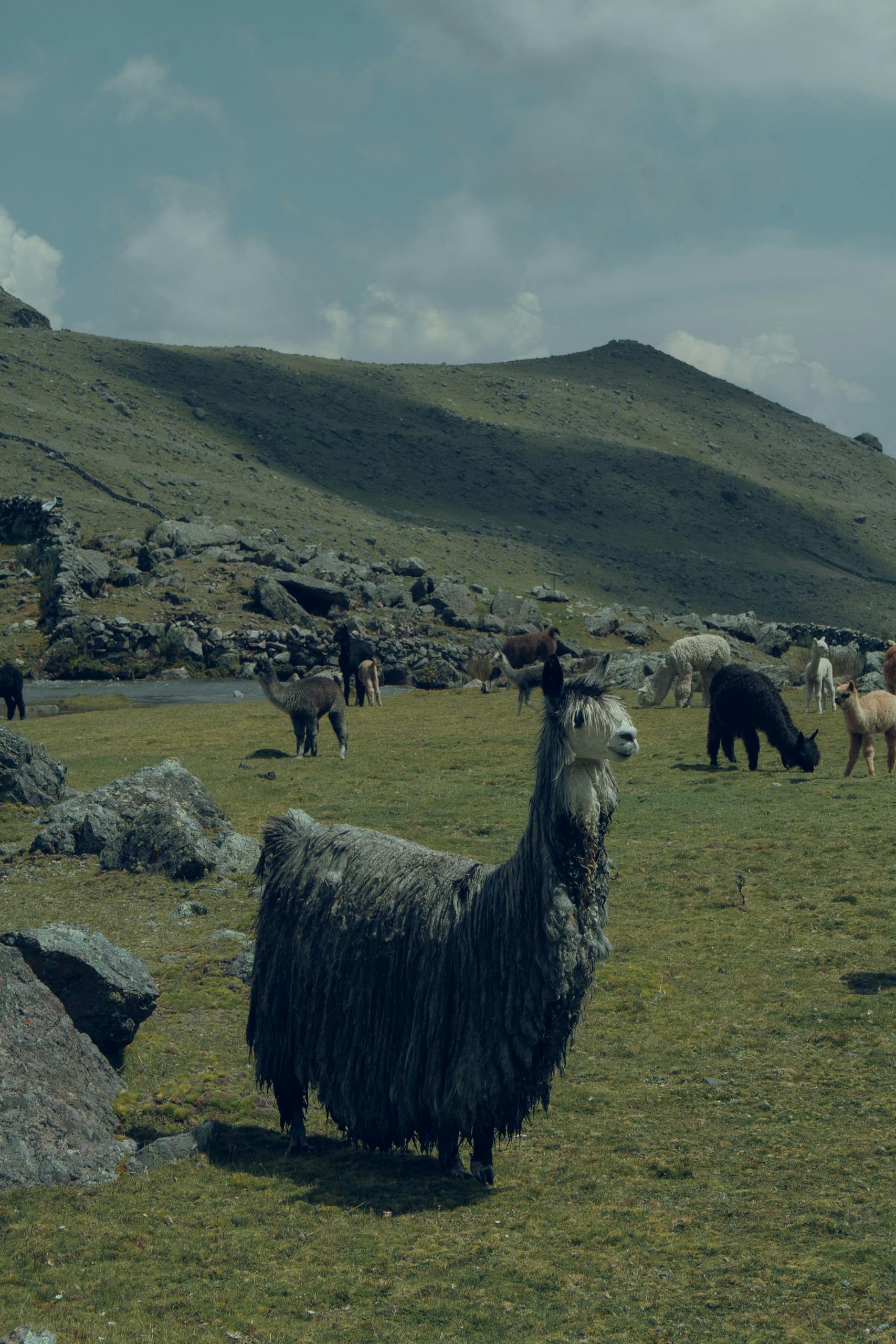 Alpacas on Pasture